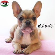 Franse Bulldog 261225 F(HU8803) 150426.jpg