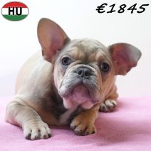 Franse Bulldog 261225 F(HU8804) 150426.jpg