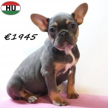 Franse Bulldog 261225 F(HU8805) 150426.jpg