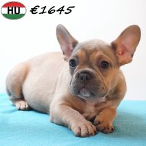 Franse Bulldog 261225 M(HU8802) 150426.jpg