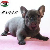 Franse Bulldog 271225 F(HU8785) 150426.jpg