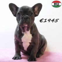 Franse Bulldog 271225 F(HU8786) 150426.jpg