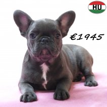 Franse Bulldog 271225 F(HU8787) 150426.jpg