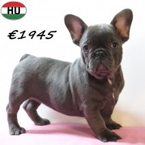 Franse Bulldog 291225 F(HU8790) 150426.jpg