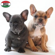 Franse Bulldog pups (HU) 150426.jpg