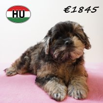 Frenchiepoo 271225 F (HU8873) 150426.JPG