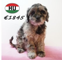 Frenchiepoo 271225 F (HU8874) 150426.JPG