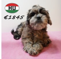 Frenchiepoo 271225 F (HU8875) 150426.JPG