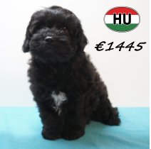 Frenchiepoo 271225 M (HU8871) 150426.JPG