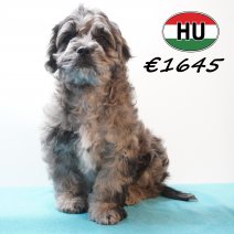 Frenchiepoo 271225 M (HU8872) 150426.JPG