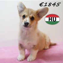 Welsh Corgi 261225 F (HU8793) 150426.JPG