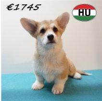 Welsh Corgi 261225 M (HU8791) 150426.JPG
