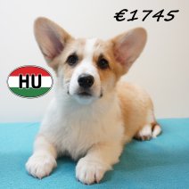 Welsh Corgi 261225 M (HU8792) 150426.JPG