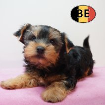 Yorrkshire terrier 150226 F (BE8192) 150426.JPG