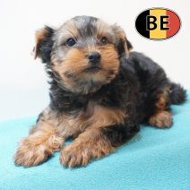 Yorrkshire terrier 150226 M (BE8070) 150426.JPG