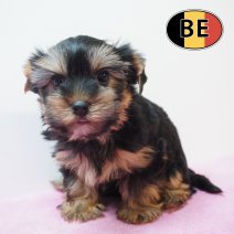 Yorrkshire terrier 180226 F (BE2644) 150426.JPG