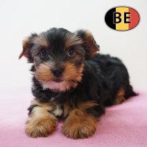 Yorrkshire terrier 180226 F (BE3873) 150426.JPG