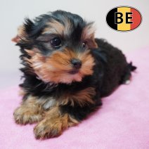 Yorrkshire terrier 180226 F (BE3991) 150426.JPG