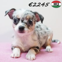 Chihuahua 291225 F(HU8818) 150426.jpg