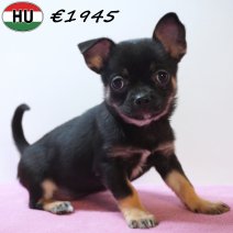 Chihuahua 291225 F(HU8819) 150426.jpg