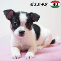 Chihuahua 291225 F(HU8820) 150426.jpg