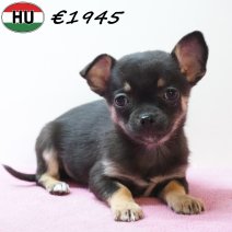 Chihuahua 291225 F(HU8821) 150426.jpg