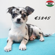 Chihuahua 291225 M(HU8816) 150426.jpg