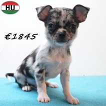 Chihuahua 291225 M(HU8817) 150426.jpg