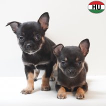 Chihuahua pups black and tan (HU) 150426.jpg