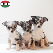 Chihuahua pups merle (HU) 150426.jpg