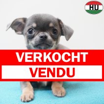 Chihuahua 271225 M(HU8814) 150426 verkocht - vendu.jpg