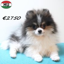 Dwergkees 291225 M(HU8811) 150426.jpg