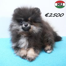 Dwergkees 291225 M(HU8812) 150426.jpg