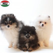 Dwergkees pups (HU) 150426.jpg