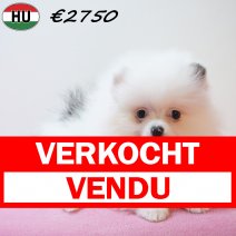 Dwergkees 291225 F(HU8813) 150426 verkocht - vendu.jpg