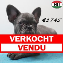 Franse Bulldog 271225 M(HU8788) 150426 verkocht - vendu.jpg