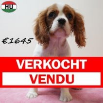 Cavalier King Charles 041125 F(HU2455) 030426 Verkocht - Vendu.jpg