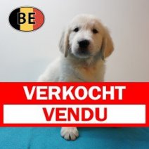 Golden Retriever 010226 M (BE9340) 080426 Verkocht - Vendu.jpg