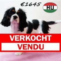 Cavalier King Charles 111125 F (HU8662) 250226 Verkocht - Vendu.jpg
