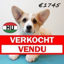 Welsh Corgi 261225 M (HU8792) 150426 Verkocht - Vendu.jpg