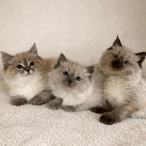 Ragdoll af te halen rond 200626.jpg