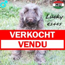Cockapoo Lucky 081125 M(BE8722) 230326 verkocht - vendu .jpg
