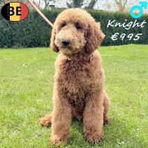 Koningspoedel Knight 141025 M(BE6062) 030426..jpg