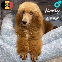 Koningspoedel Kody 141025 M(BE6065) 100426.jpg