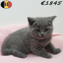 Britse Korthaar 080326 F(BE-1) 170426 - Beschikbaar op 310526.jpg