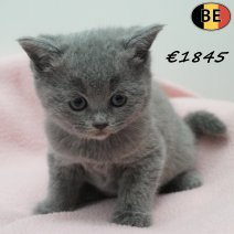 Britse Korthaar 080326 F(BE-2) 170426 - Beschikbaar op 310526.jpg