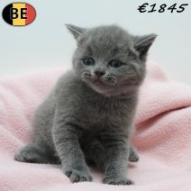 Britse Korthaar 080326 F(BE-3) 170426 - Beschikbaar op 310526.jpg