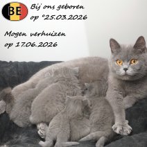 Nestje Britse Korthaar kittens geboren 250326 (BE) Beschikbaar op 170626.jpg