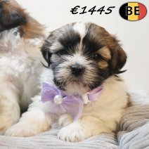 Shih Tzu pup geboren 110326 (BE) 170426 - Beschikbaar op 060526.jpg
