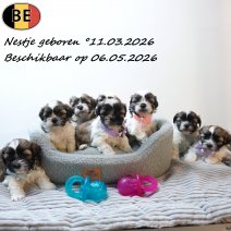 Shih Tzu pups geboren 110326 (BE) Beschikbaar op 060526.jpg